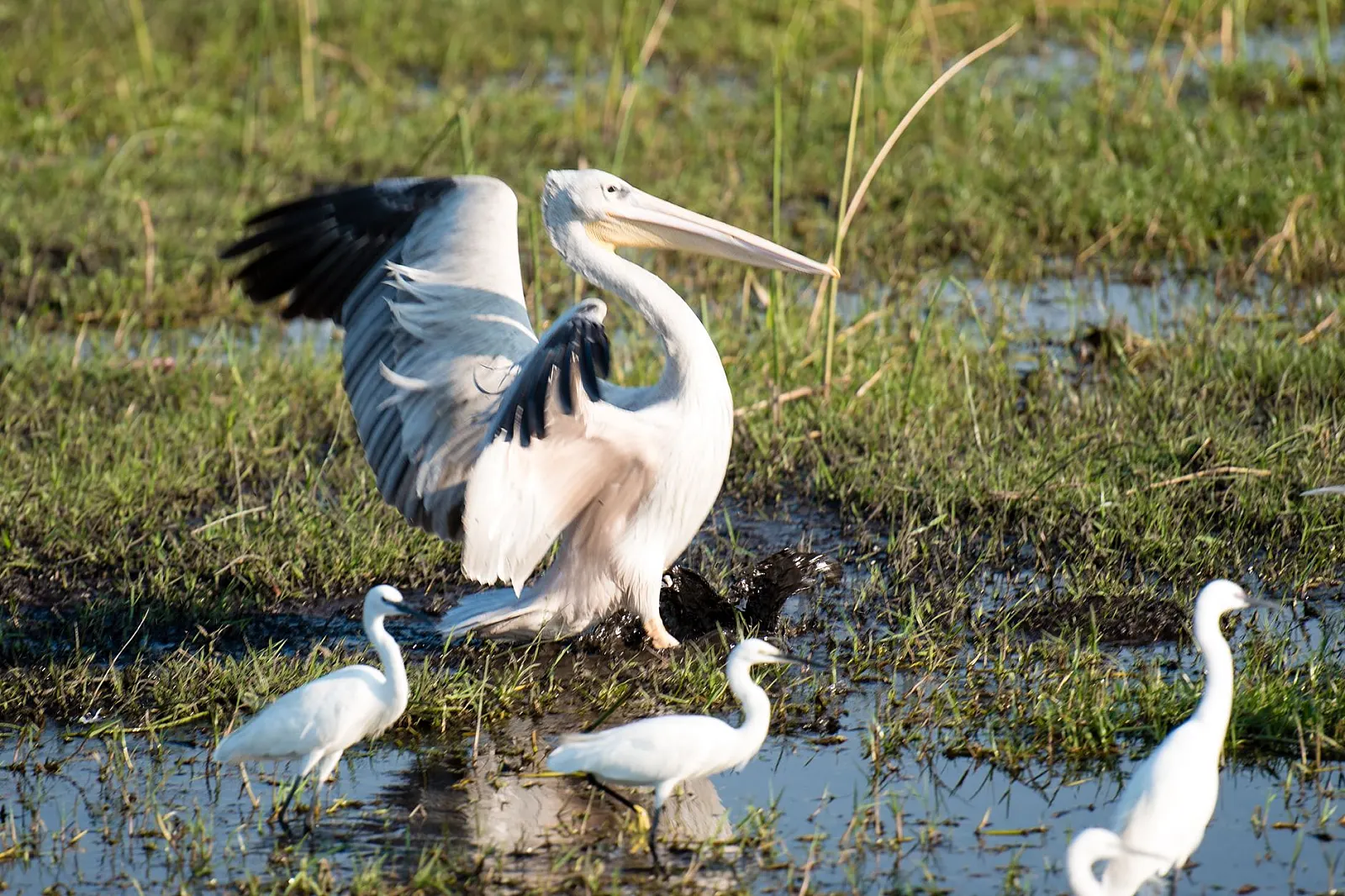 A majestic Great White Pelican landing in a wetland with egrets in the Okavango Delta.