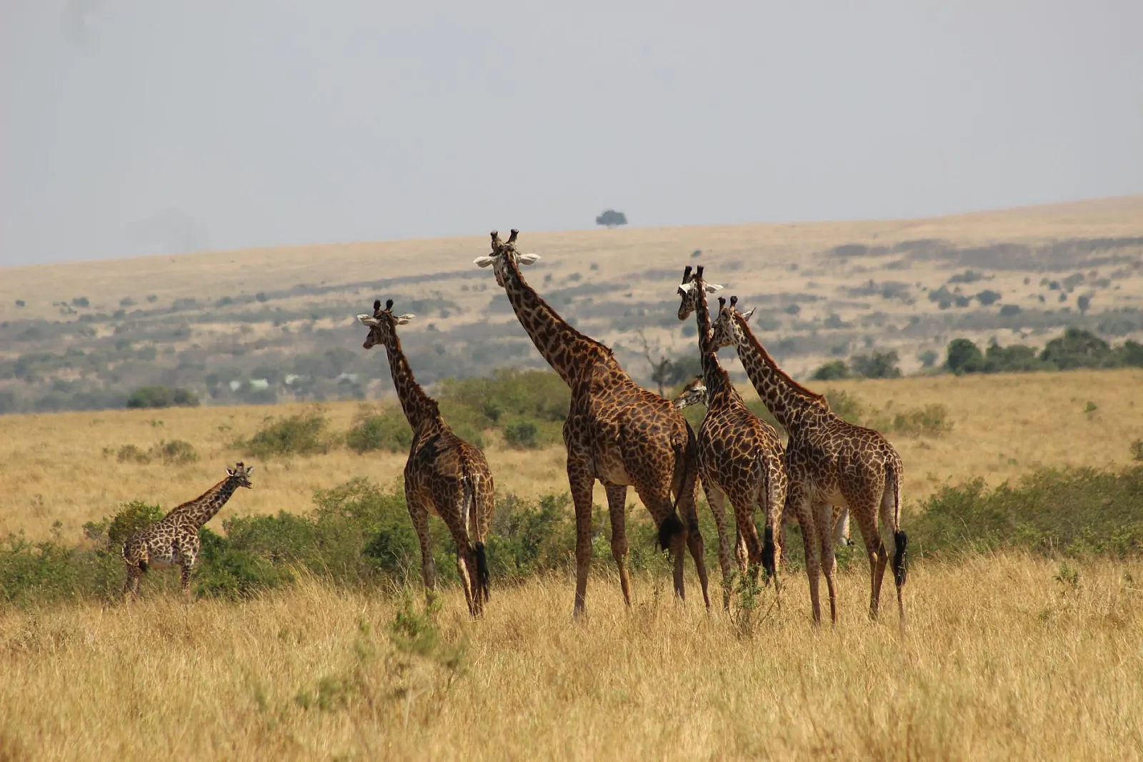 Best Time to Go on Safari in Kenya