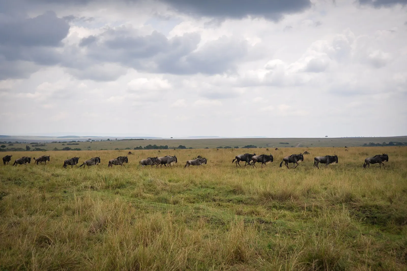 A herd of wildebeest traveling across the African savannah under a cloudy sky.