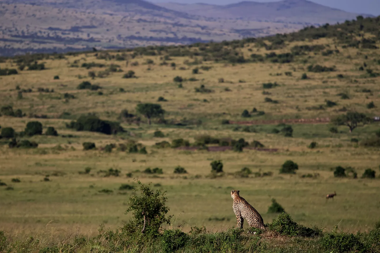 A lone cheetah surveys the vast savannah landscape of Kenya's Masai Mara, showcasing the wild beauty of Africa.