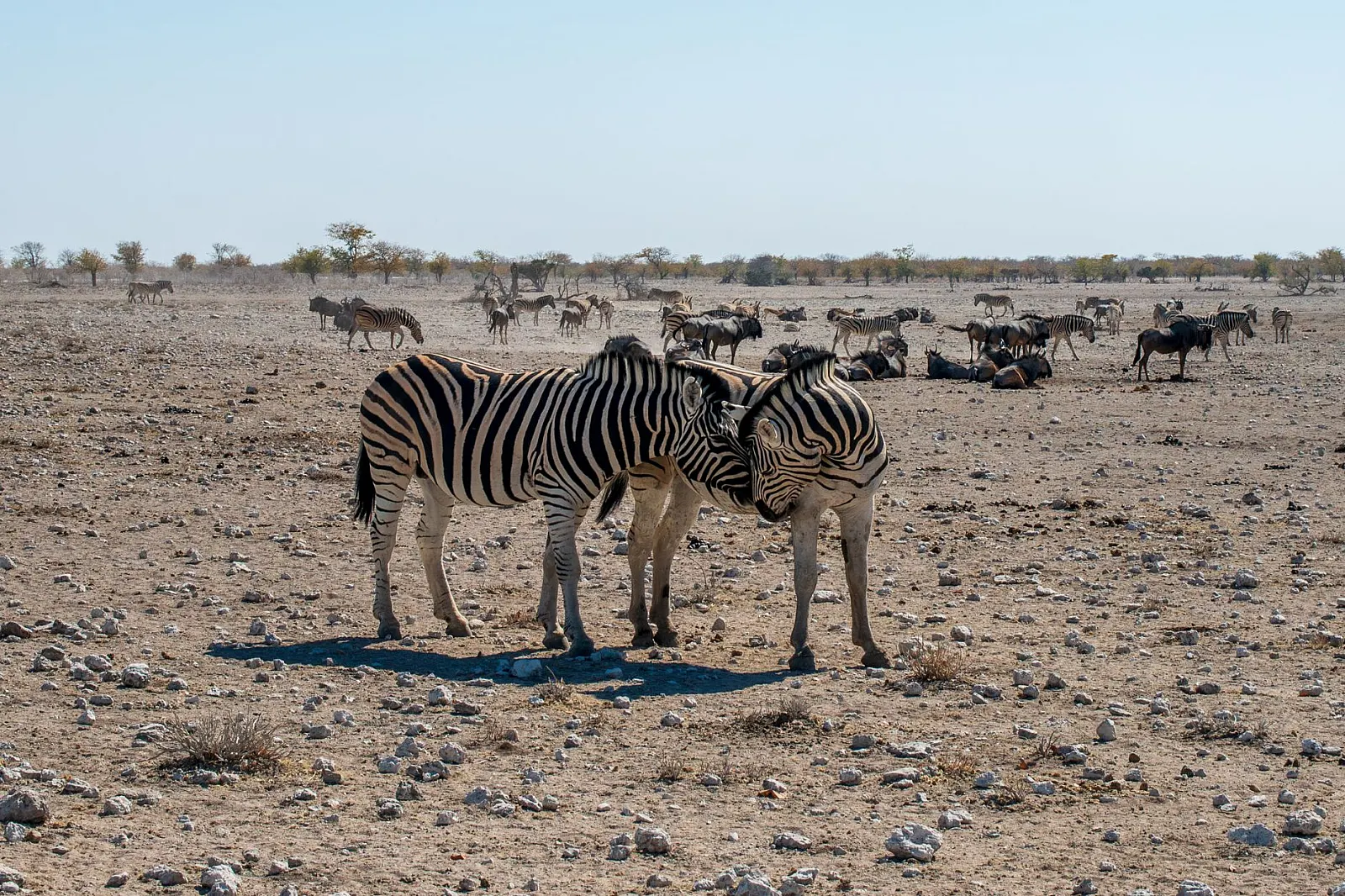 Best Time to Go on Safari in Namibia