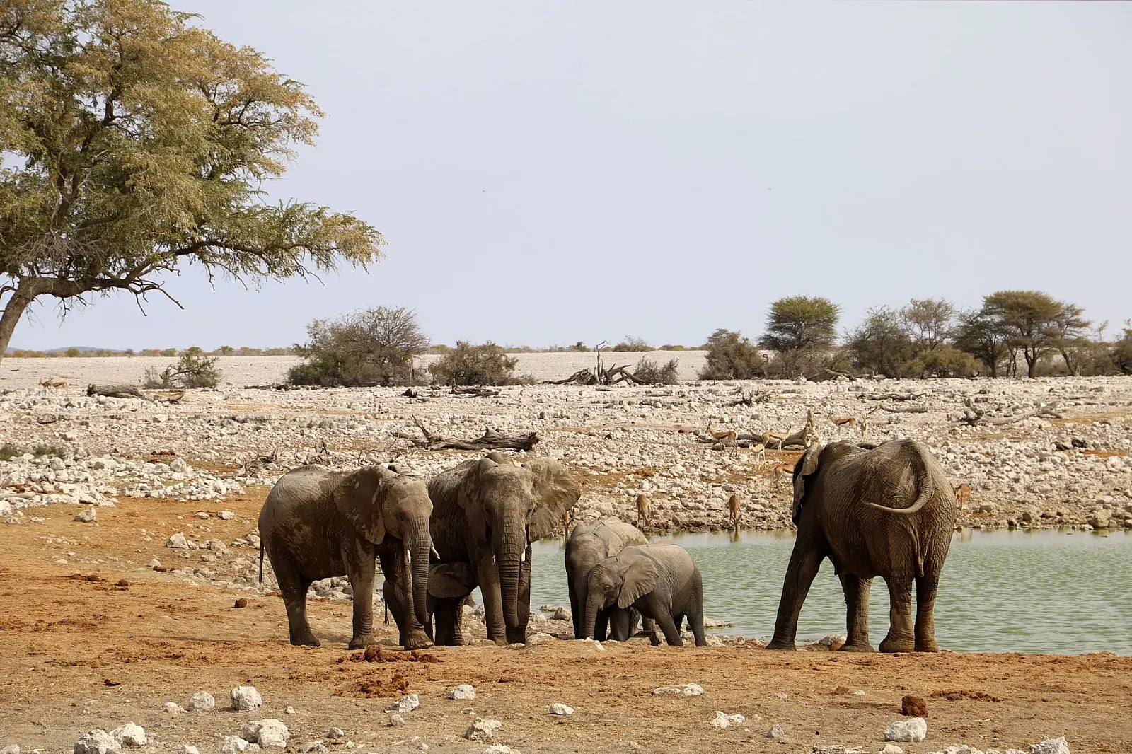 Group of African elephants drinking at a waterhole in the savanna with surrounding landscape.