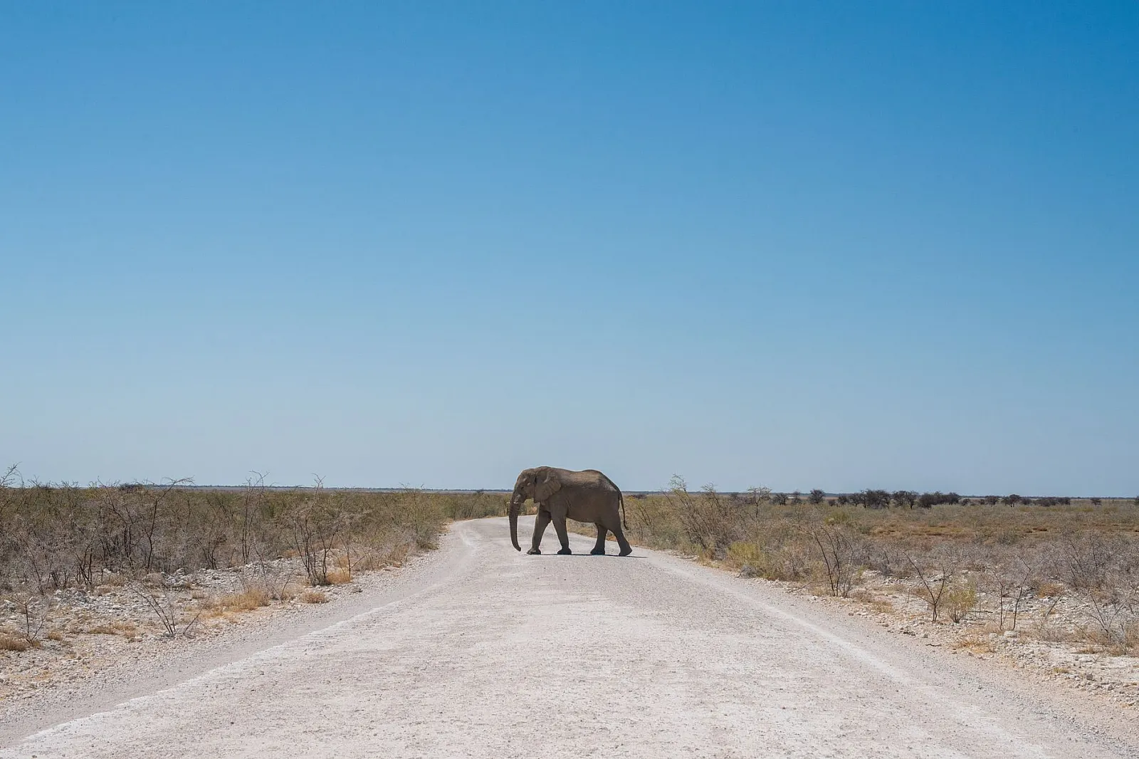 An African elephant crossing a dirt road in Namibia's natural savannah landscape.