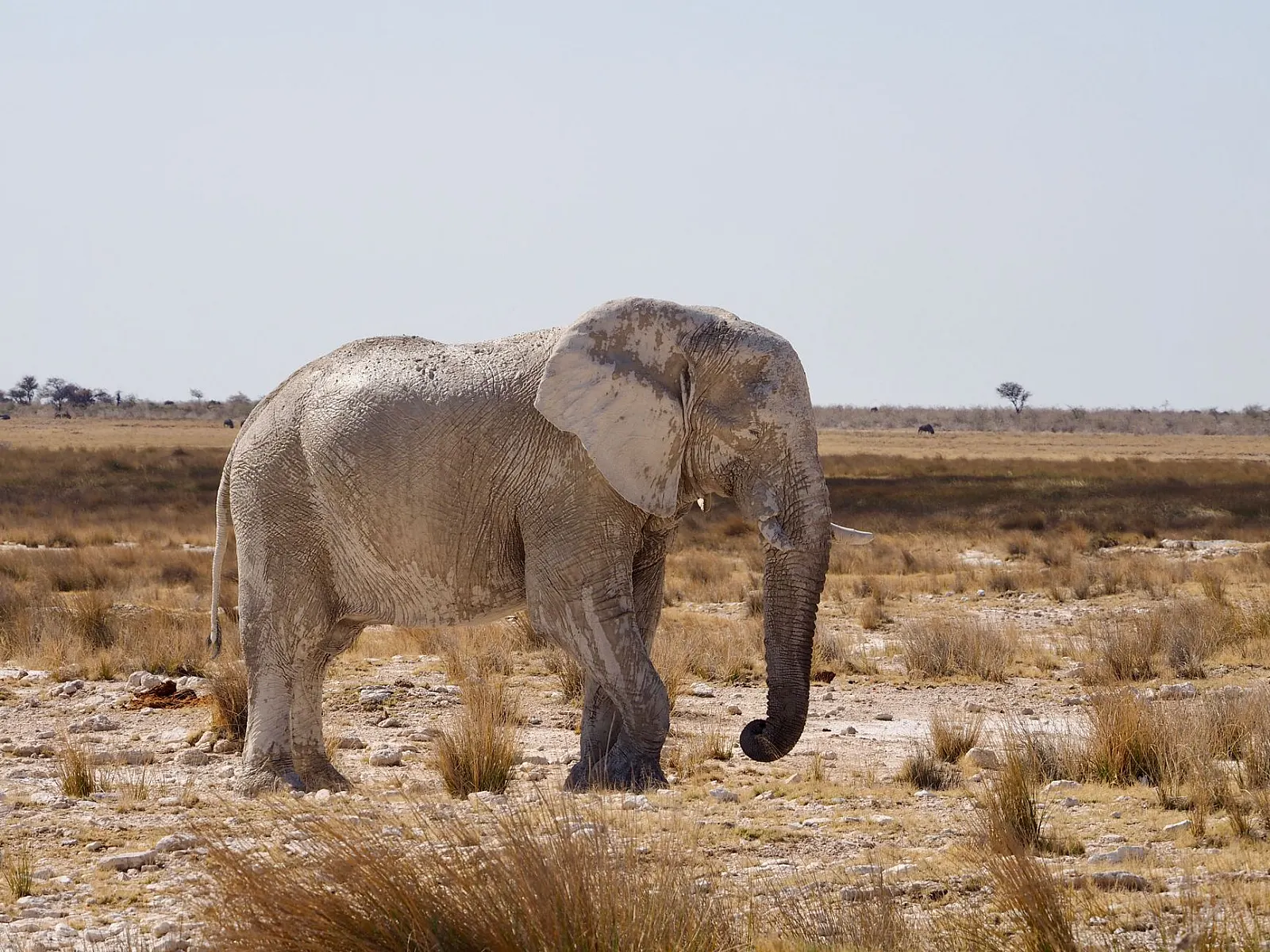 A lone African elephant walking through the arid Namibian desert landscape, showcasing its majestic presence.