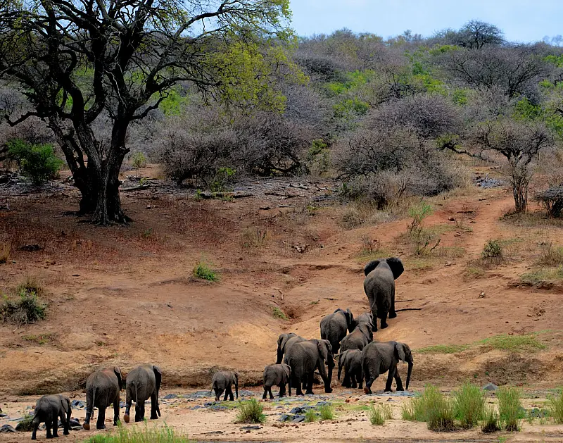 Una mandria di elefanti africani che cammina nel Kruger National Park, Sudafrica.