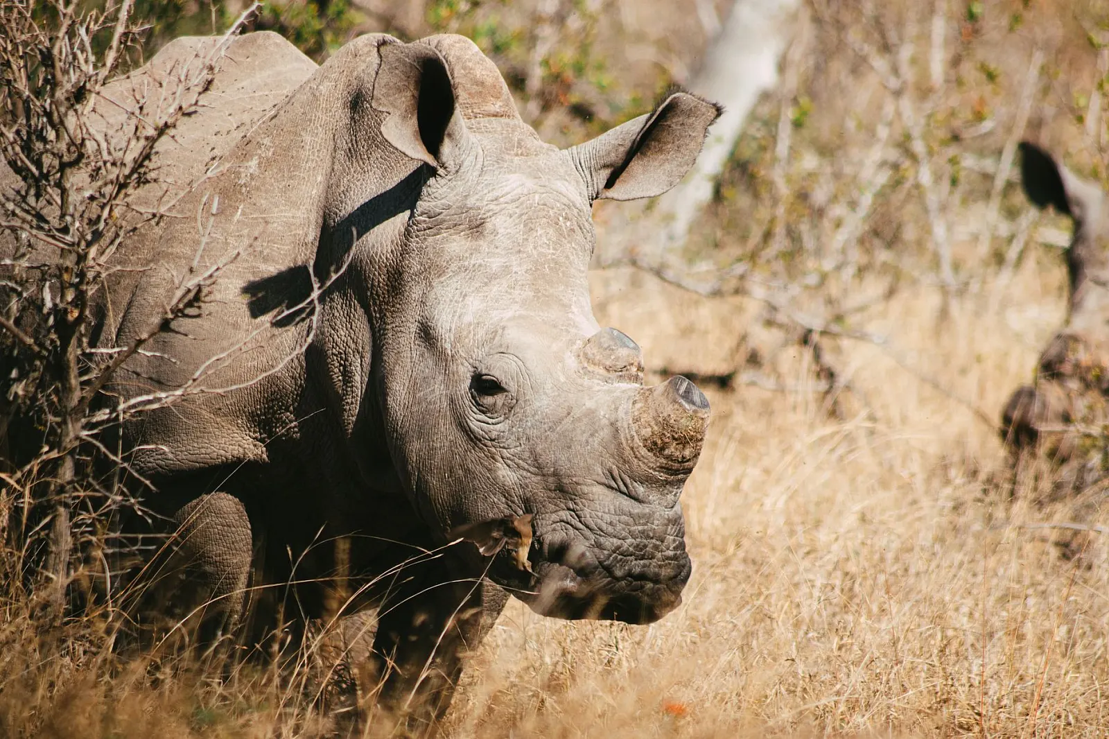 A detailed view of a white rhinoceros in the natural bushveld of South Africa.