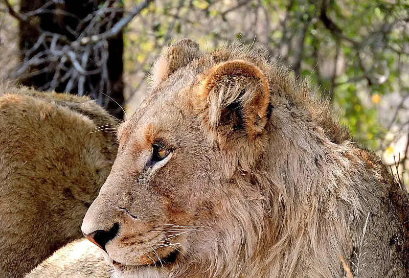 Ritratto ravvicinato di una leonessa maestosa nel suo habitat naturale sudafricano.
