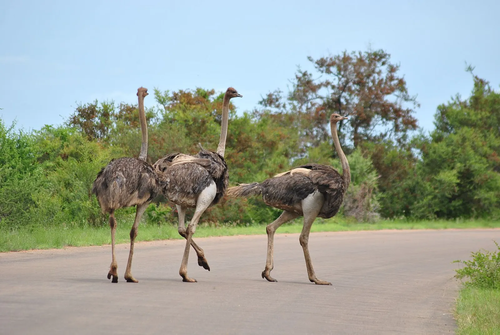 Four ostriches crossing a road in a South African wildlife reserve, surrounded by lush vegetation.