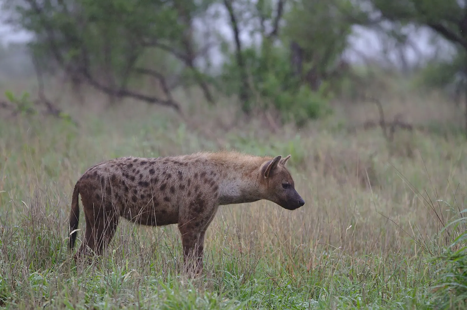 A spotted hyena stands in the grasslands of Kruger National Park, South Africa.