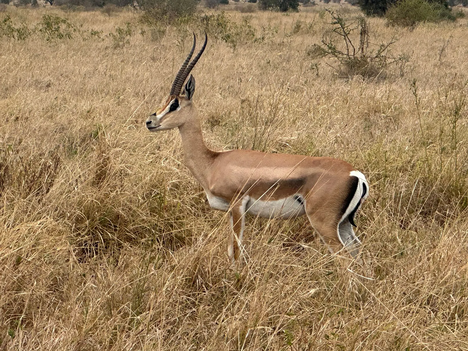 Best Time to Go on Safari in Tanzania