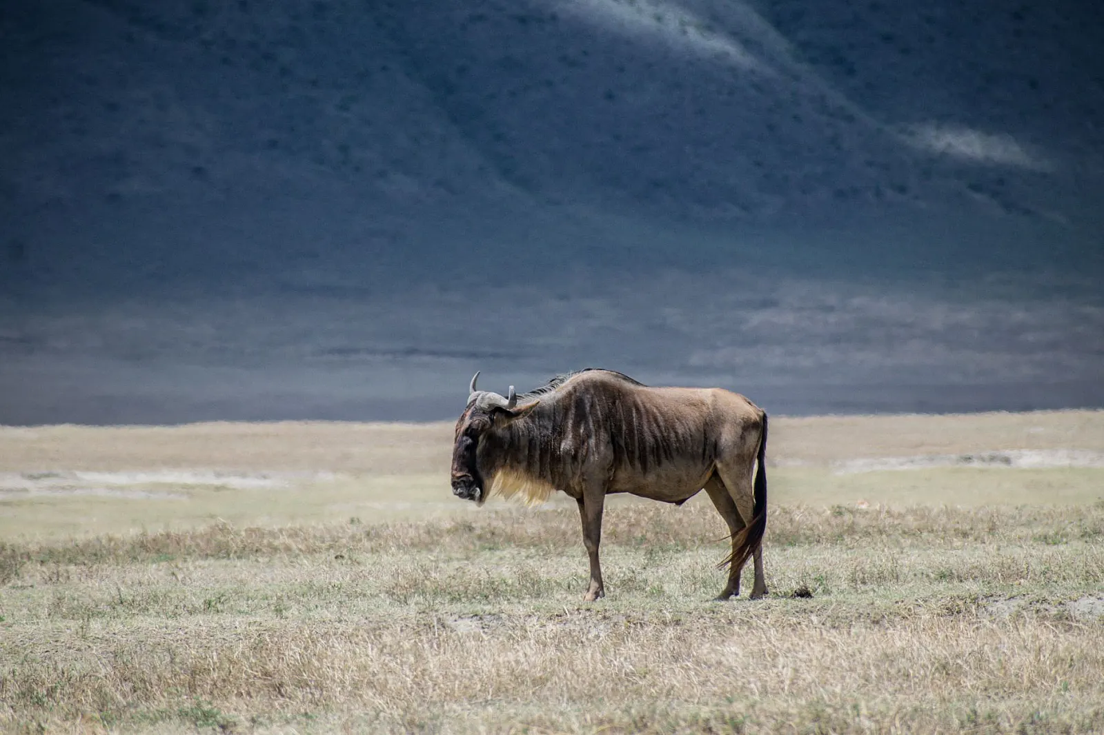A solitary wildebeest stands in the vast Serengeti grasslands, captured in natural daylight.