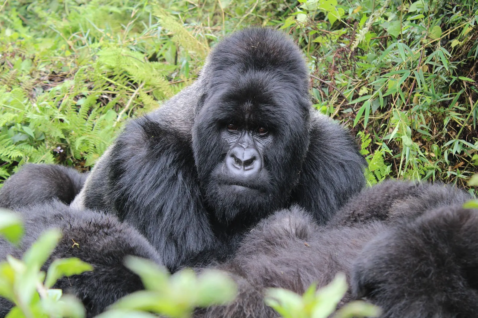 Best Time to Go on Safari in Uganda