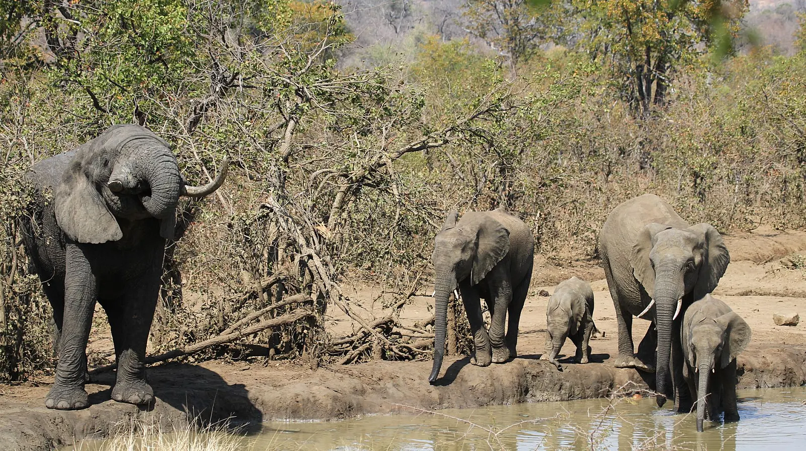 A family of African elephants (Loxodonta africana) gathers at a watering hole in their natural habitat.