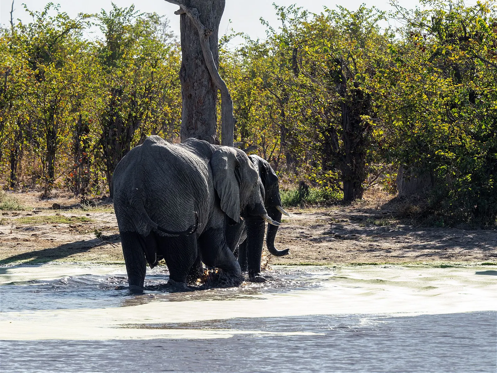 Two African elephants enjoying a refreshing bath in a natural waterhole surrounded by lush greenery.