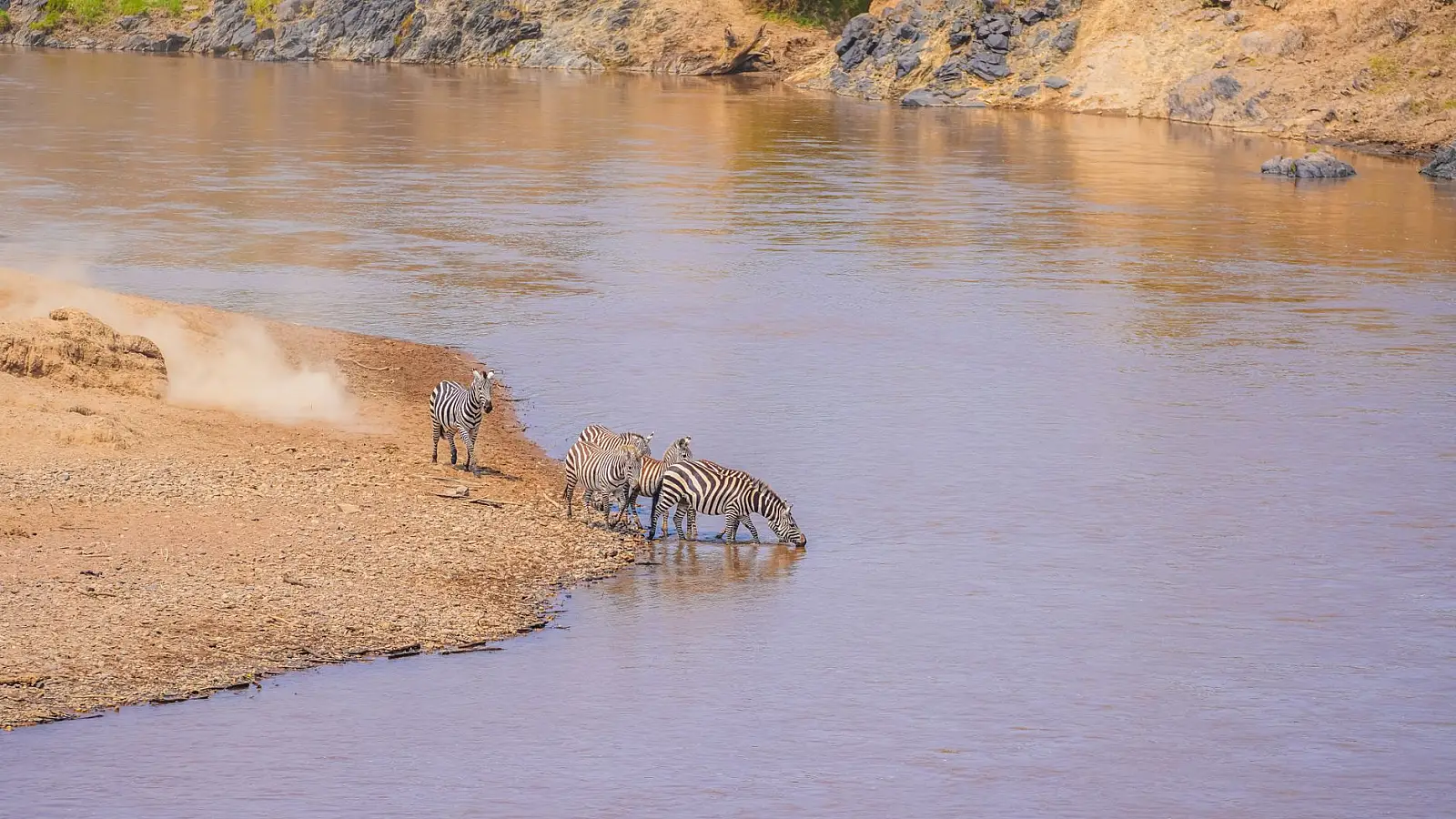 Maasai Mara National Reserve, on the Mara River beside Musiara Marsh