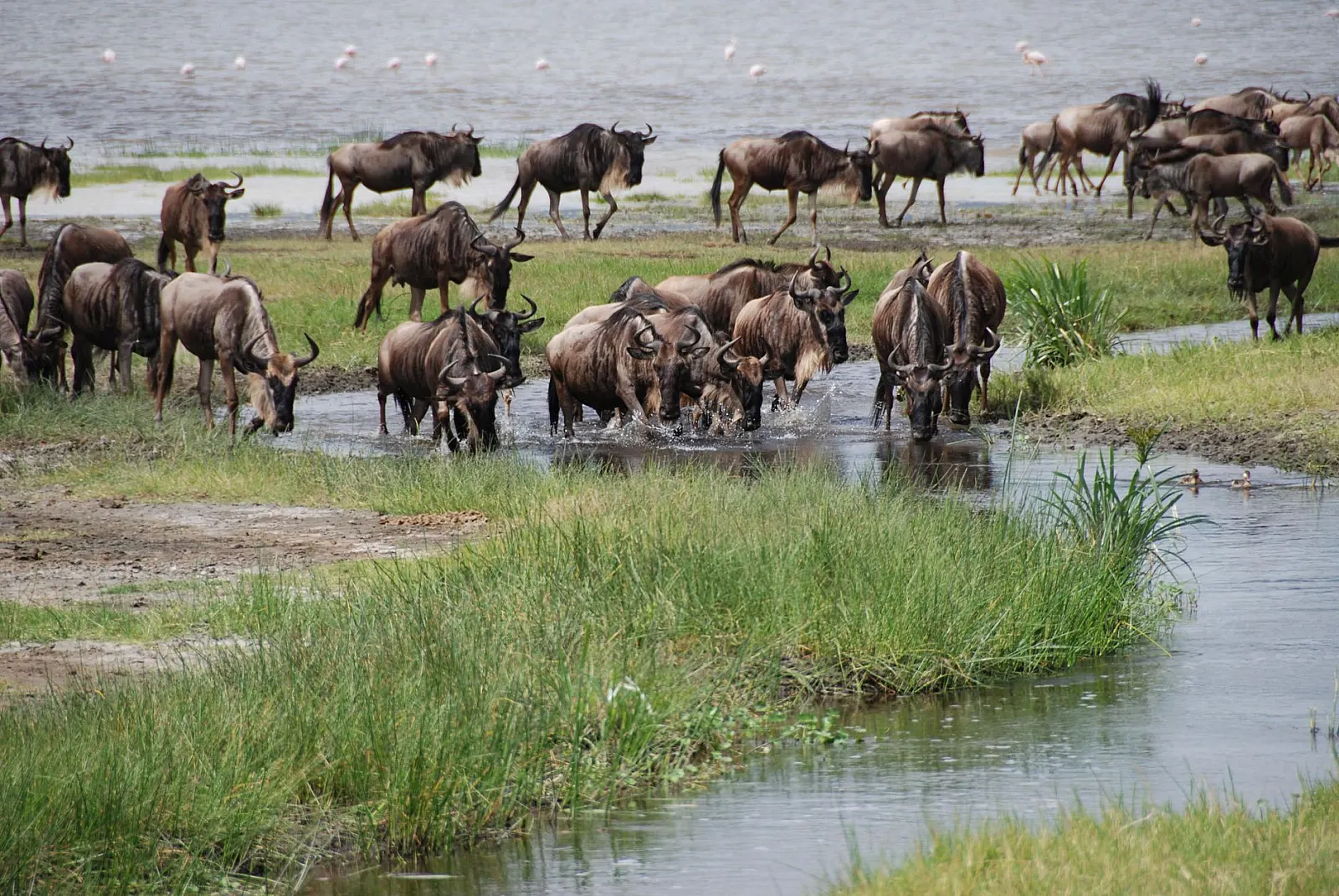 Great Migration Month by Month: Where the Herds Actually Are