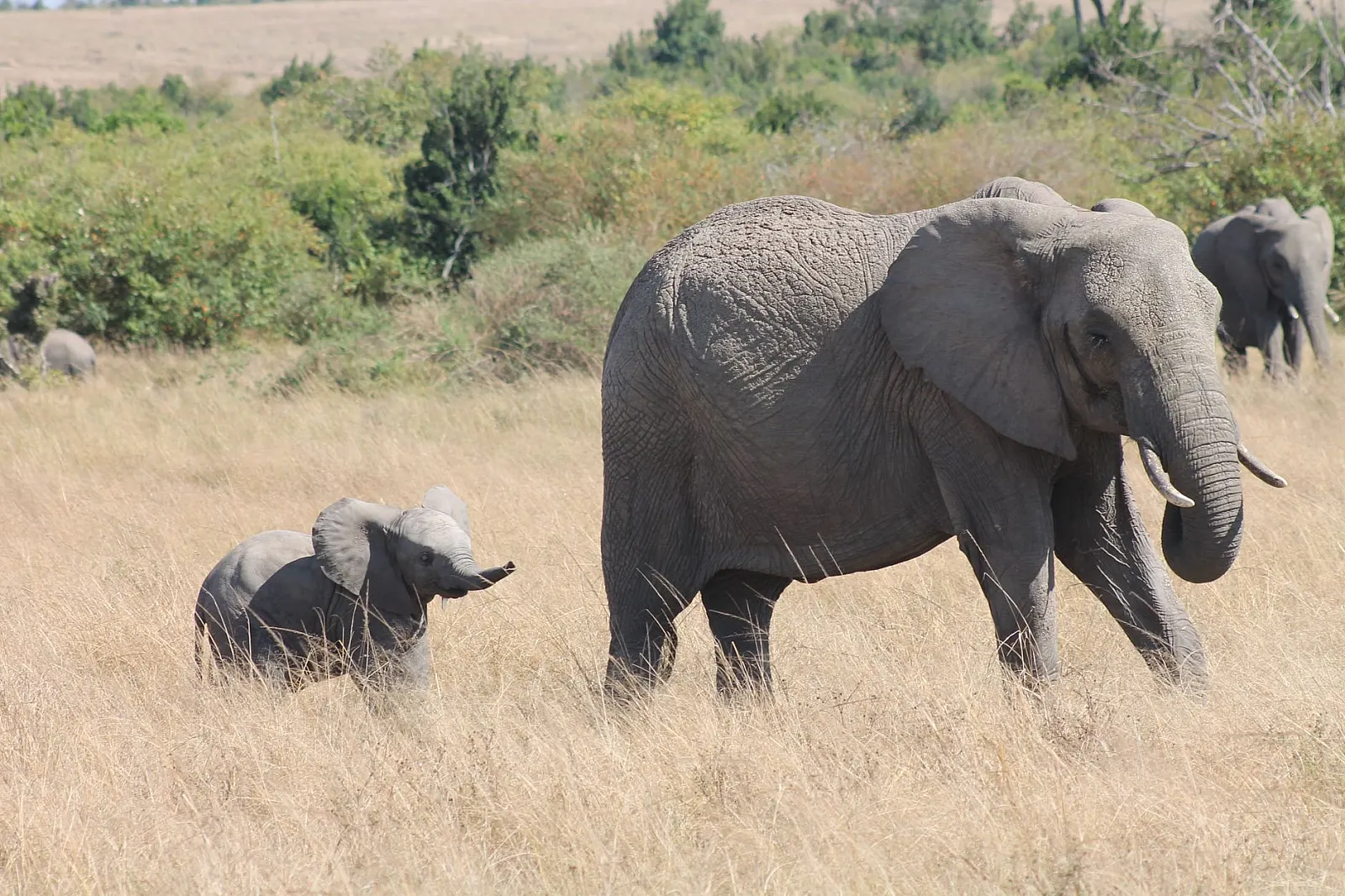 A majestic African elephant with calf in the wild, showcasing native wildlife beauty.