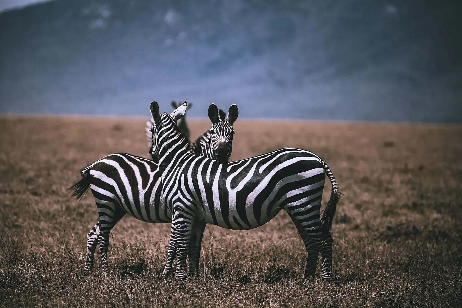 Stunning image capture of zebras grazing on the grasslands of Samburu, Kenya, showcasing African wildlife.