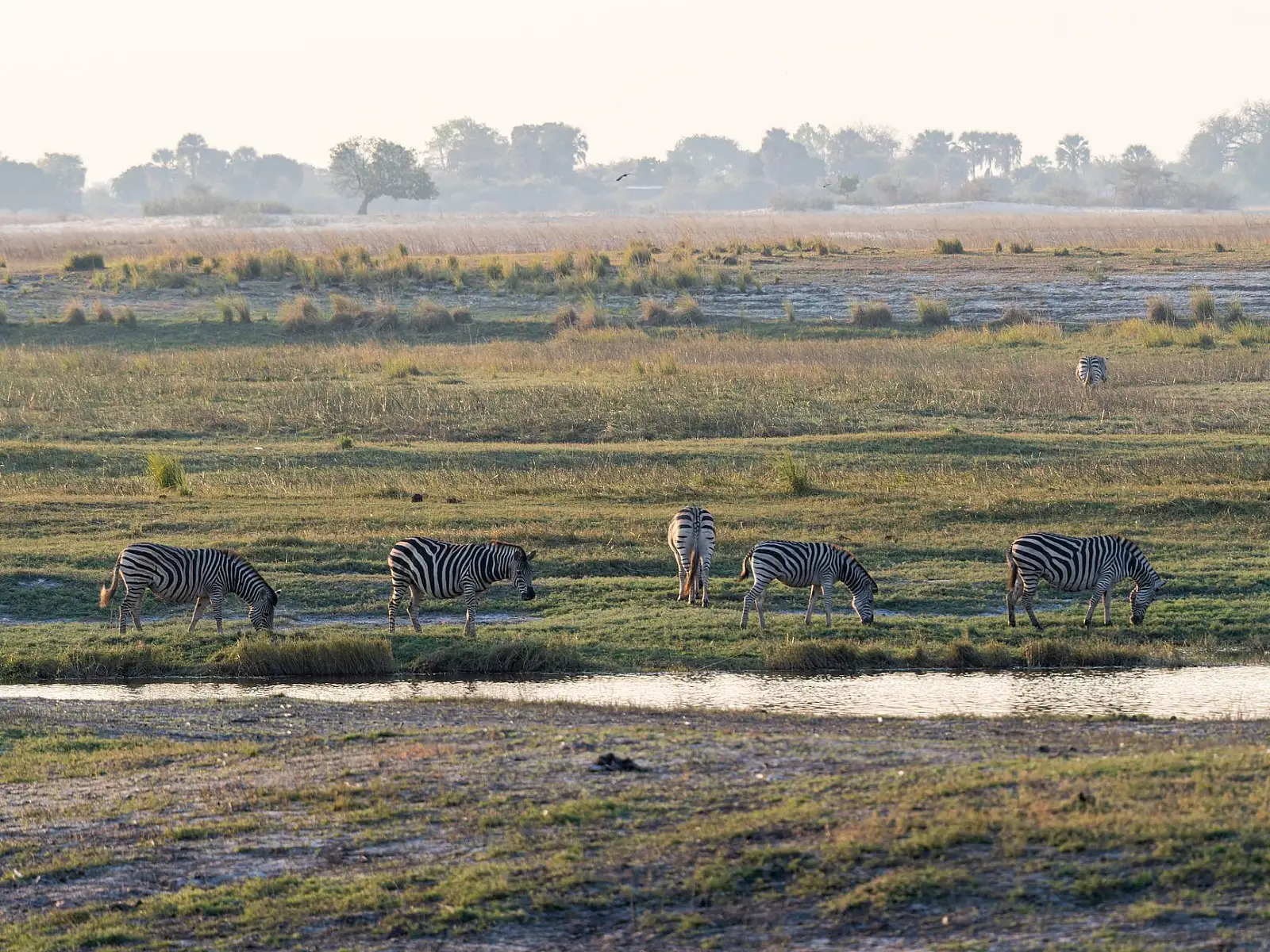 Kwara Private Concession (NG20), northern Okavango Delta, bordering Moremi Game Reserve