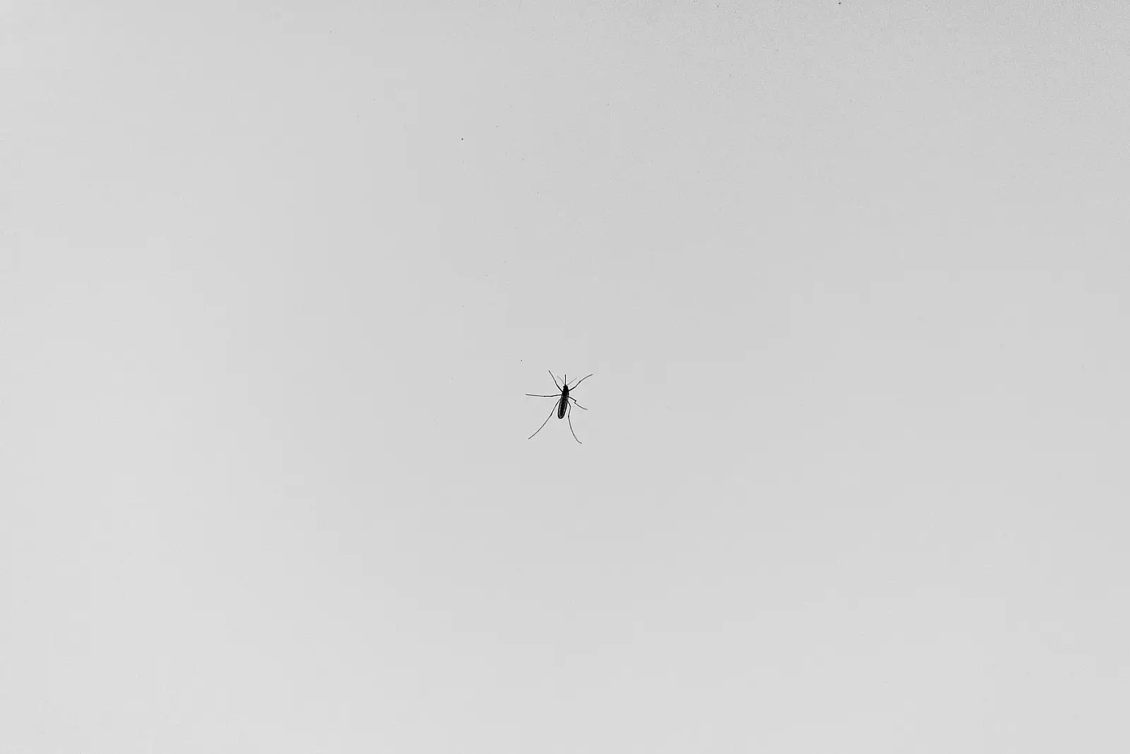 A minimalist black and white image featuring a mosquito in close-up.