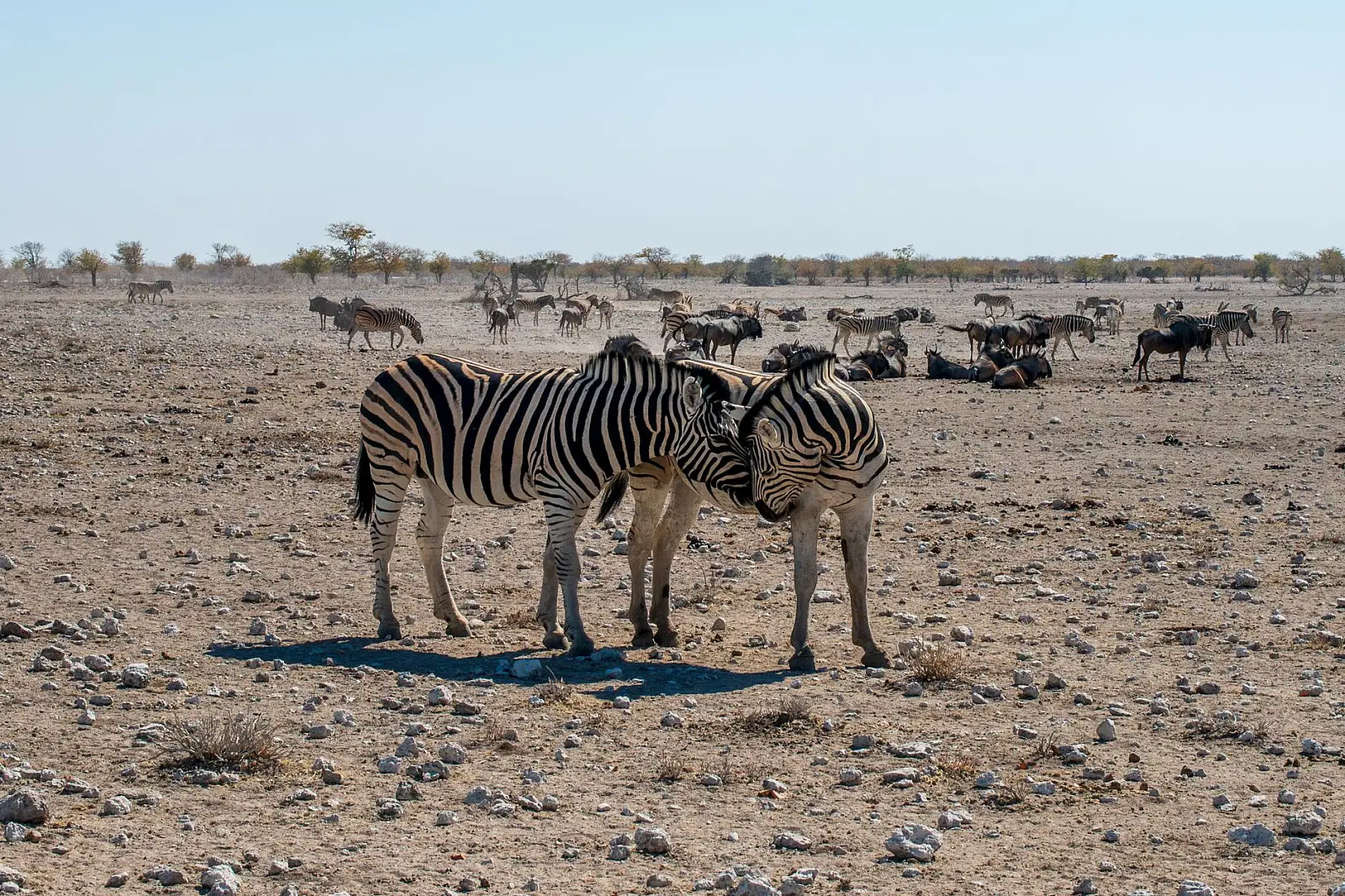 Onguma Game Reserve, immediately east of Etosha National Park's Von Lindequist Gate, overlooking Fischer's Pan
