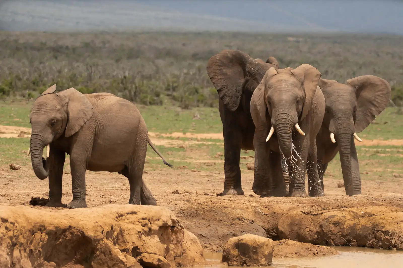 Inside Addo Elephant National Park — the park's only private concession