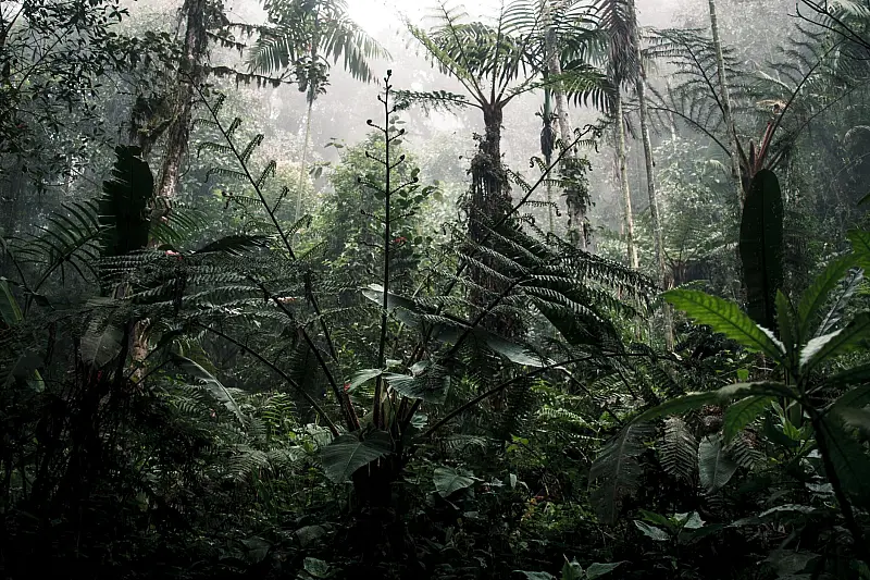 Dense and misty Ecuadorian rainforest with lush greenery and diverse flora.