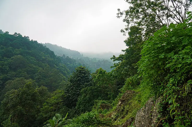 A serene view of a mist-covered forest landscape with dense green foliage and hills.