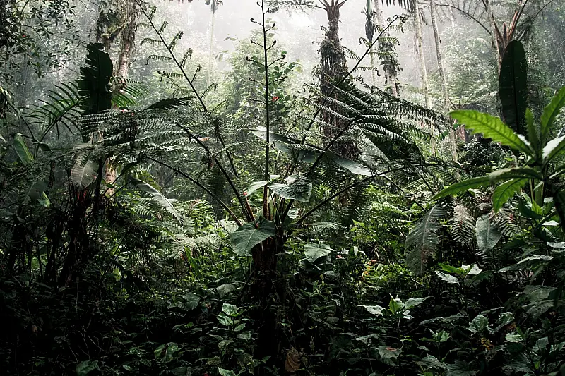 A verdant Ecuadorian rainforest showcasing a diverse tropical ecosystem with lush foliage.