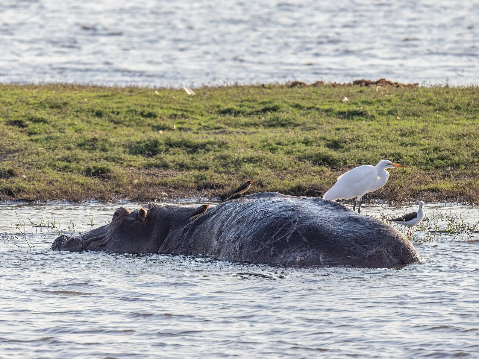 Savute region, Chobe National Park, overlooking the Savute Channel and Marsh