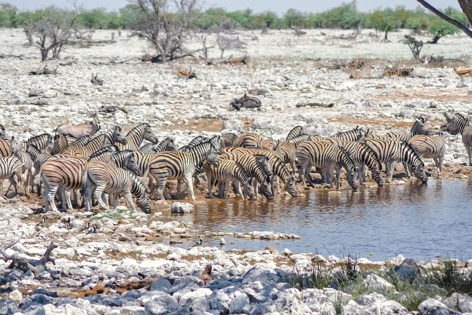 Etosha Heights Private Reserve, south-western Etosha boundary