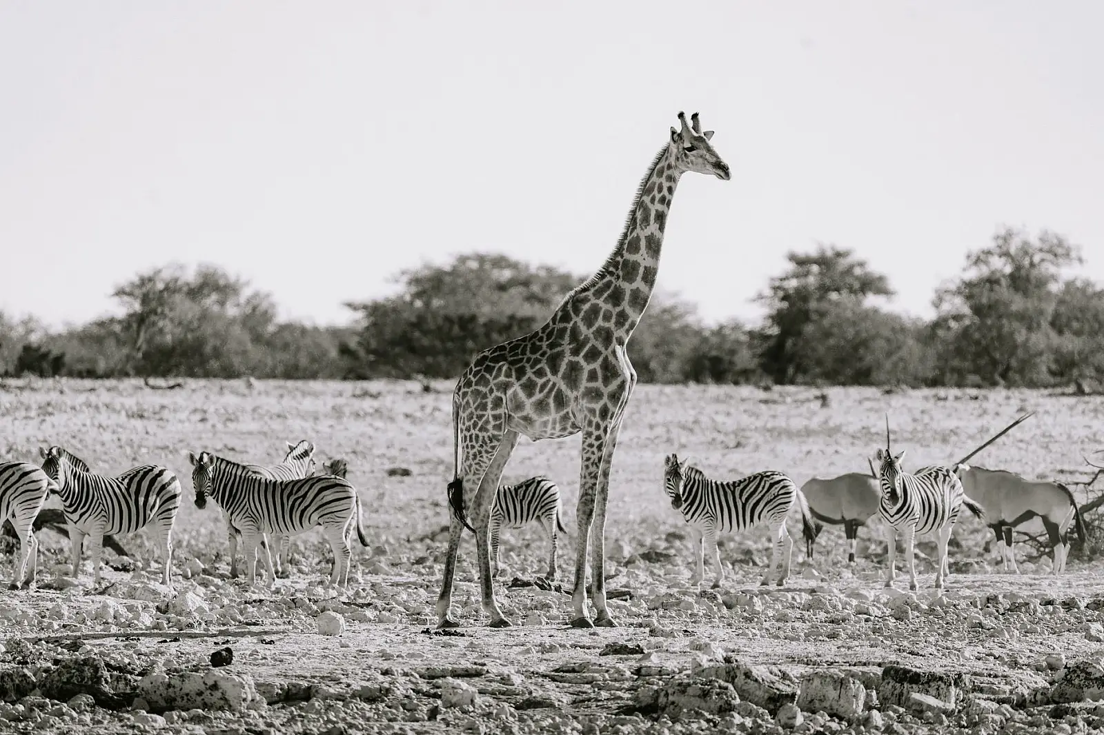Ongava Game Reserve, southern Etosha boundary