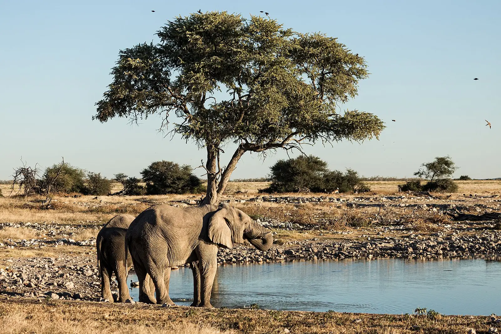 Inside Etosha National Park, 17 km from the southern (Andersson) gate