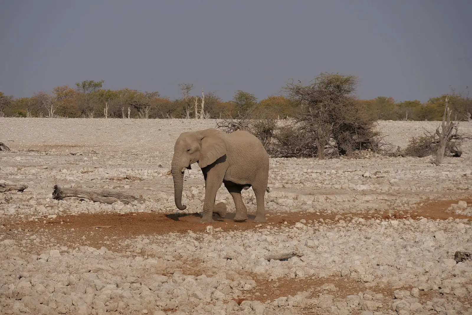 Onguma Private Nature Reserve, eastern Etosha