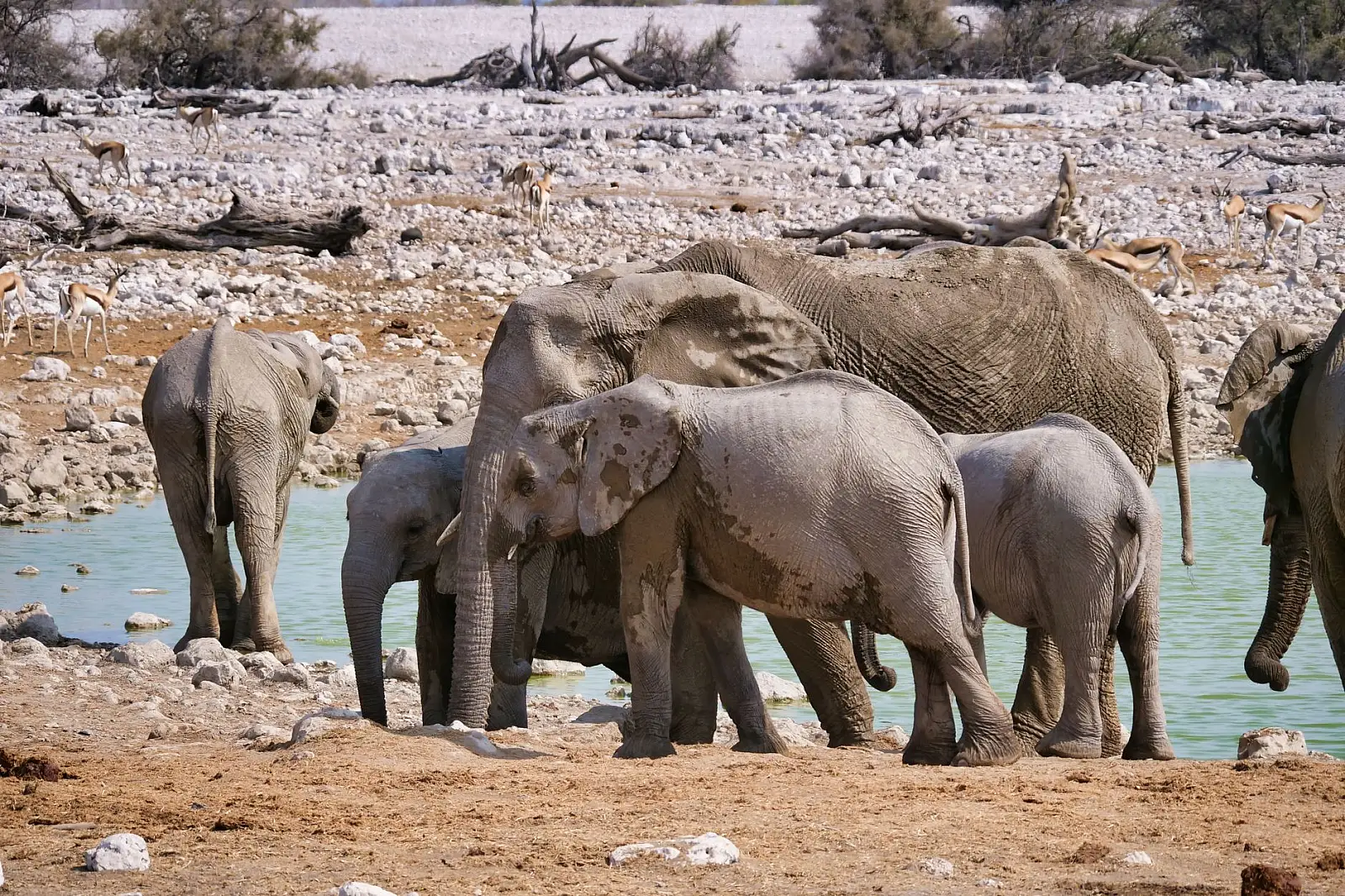 Etosha Heights Private Reserve, on the south-western boundary of Etosha National Park