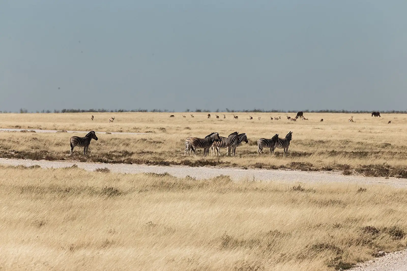 Inside Etosha National Park, eastern section near Fisher's Pan, about 10 km from the Von Lindequist Gate