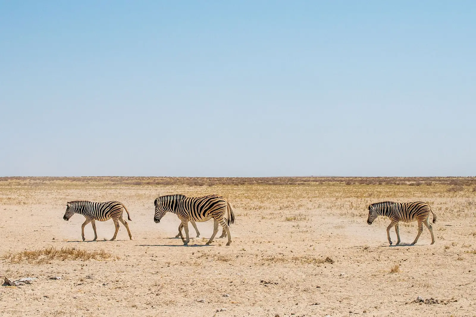 Ongava Game Reserve, on Etosha National Park's southern boundary near the Andersson Gate