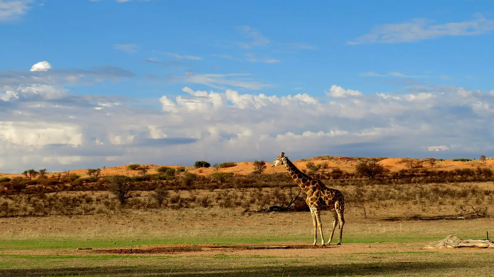 Central Kalahari Game Reserve, on a dune above Tau Pan