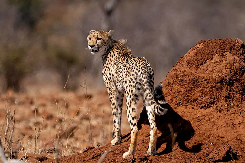 A majestic cheetah stands on a red termite mound in Botswana, showcasing nature's beauty.