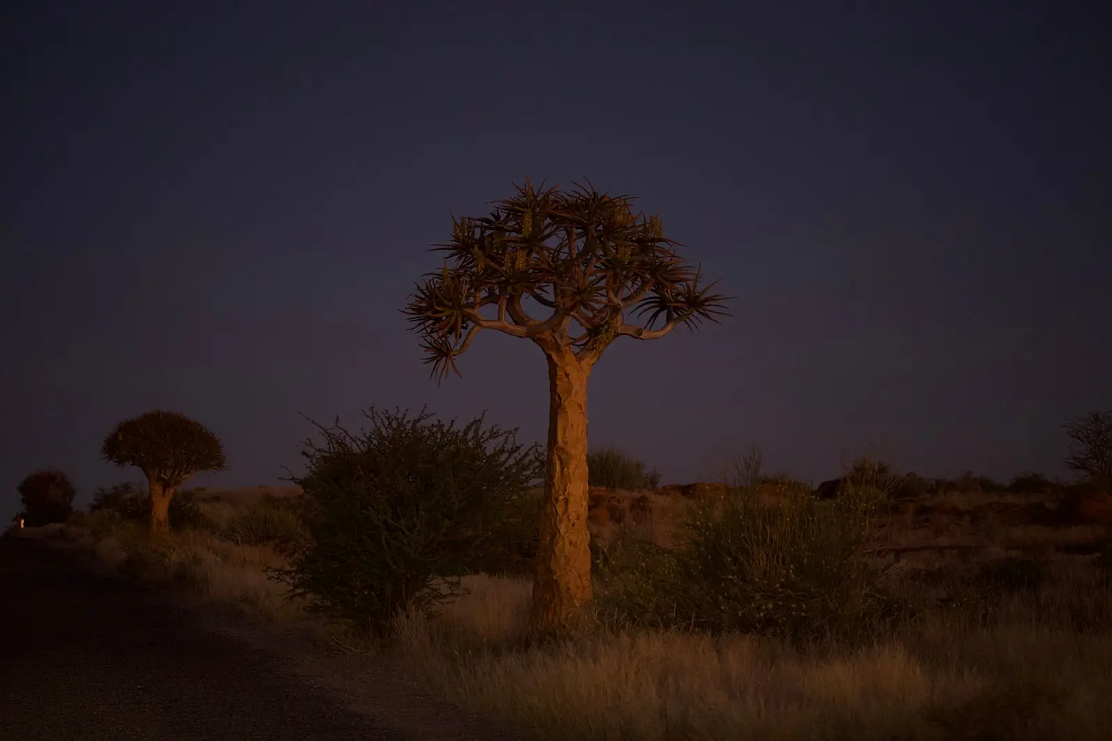 Banks of the Kunene River at the Angolan border, Hartmann Valley, Kaokoveld / Kunene Region