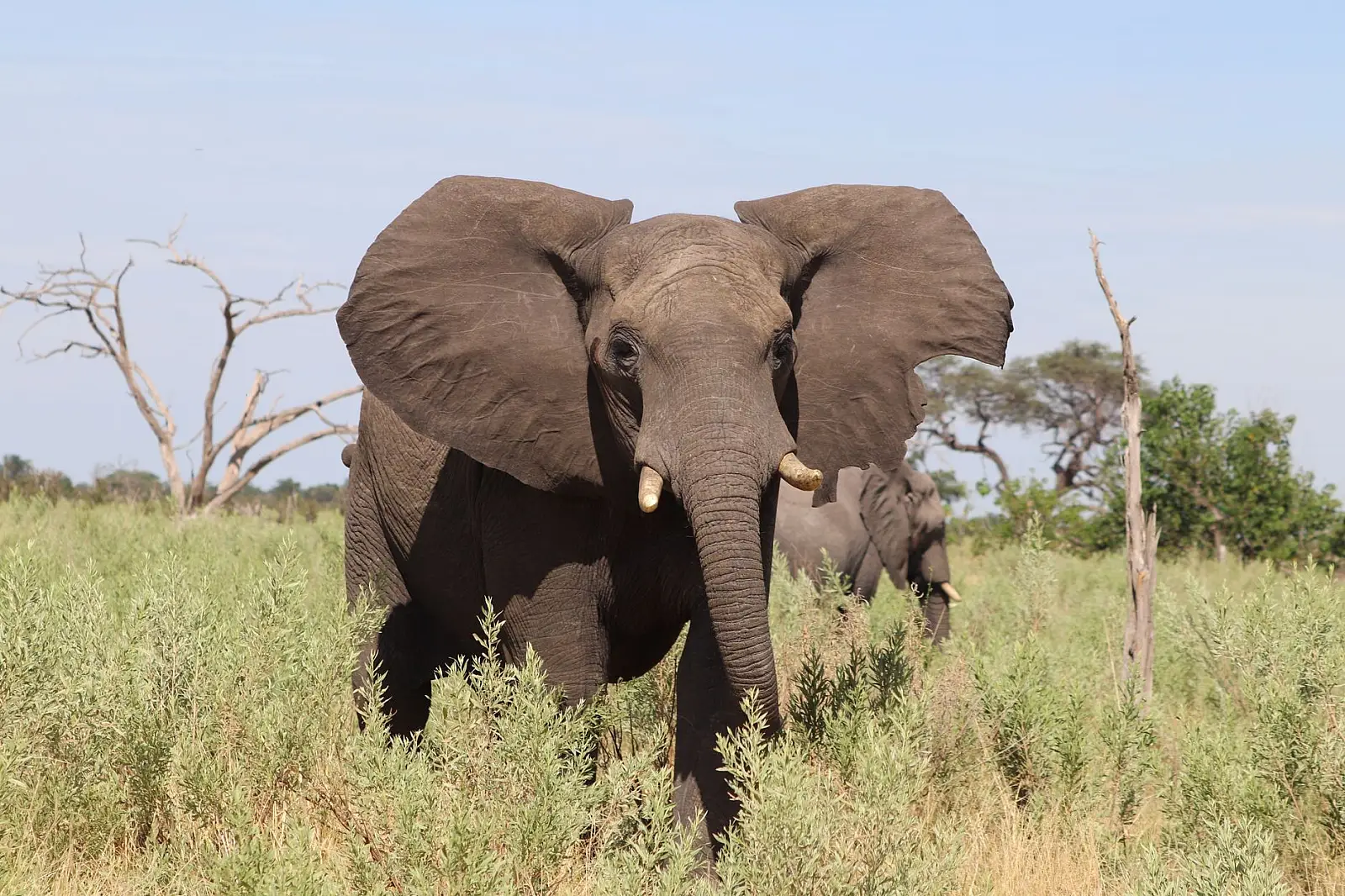 Khwai concession, north-eastern Okavango Delta, adjoining Moremi Game Reserve