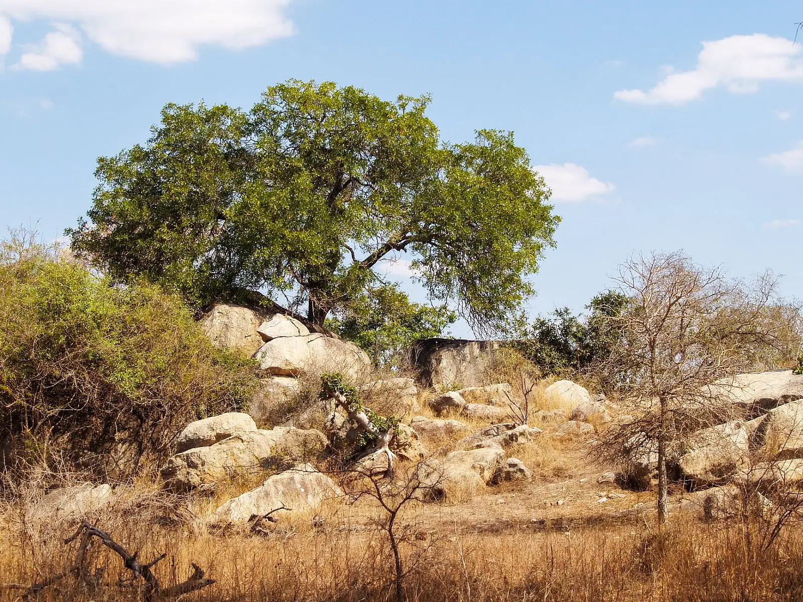 Southern Kruger, south bank of the Sabie River, near Paul Kruger Gate