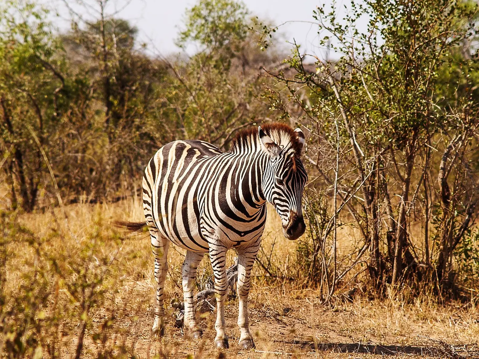 Southeastern Kruger, southern bank of the Sabie River, 35km from Crocodile Bridge Gate