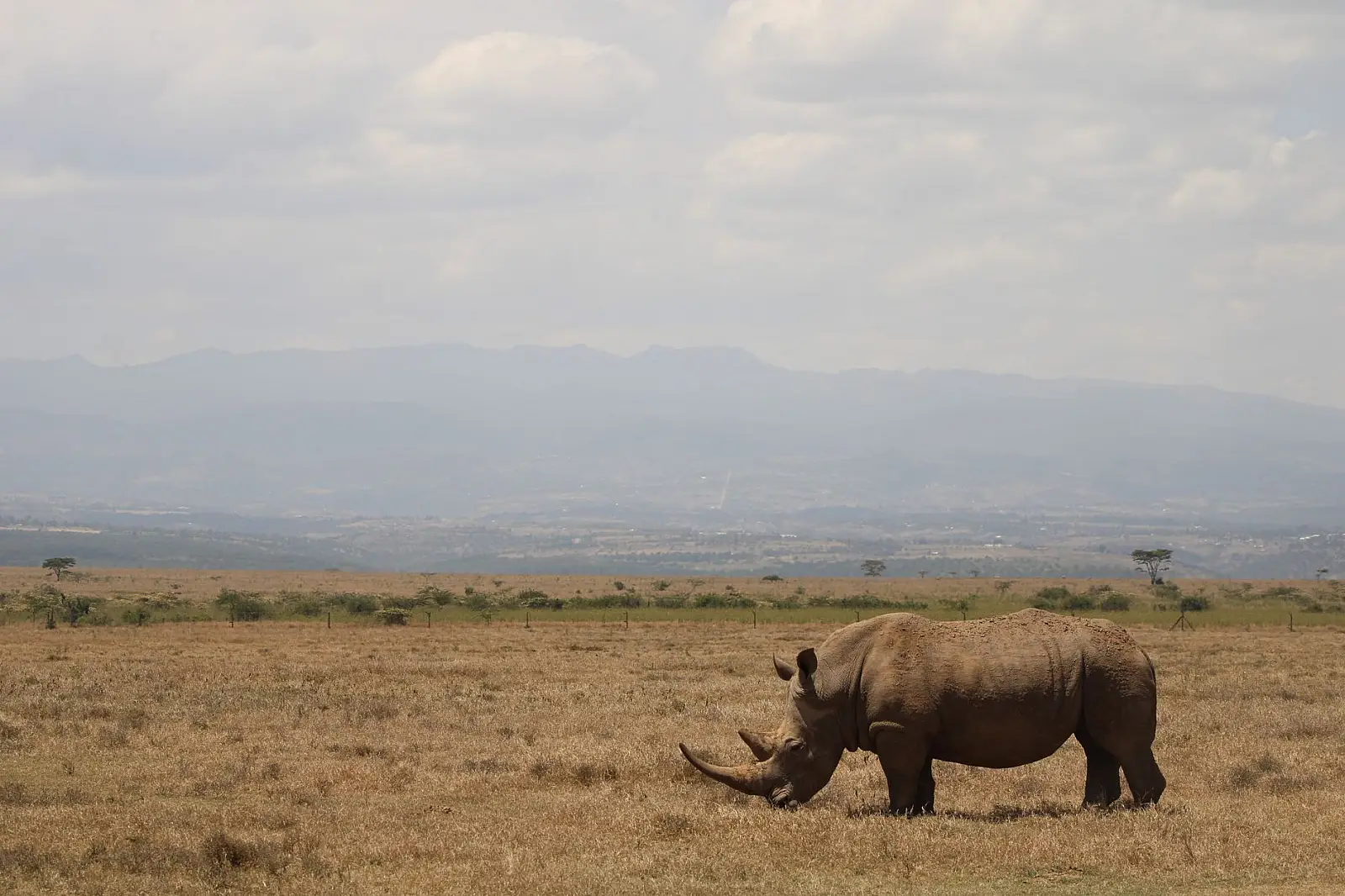 Lewa Wildlife Conservancy, north of Mount Kenya