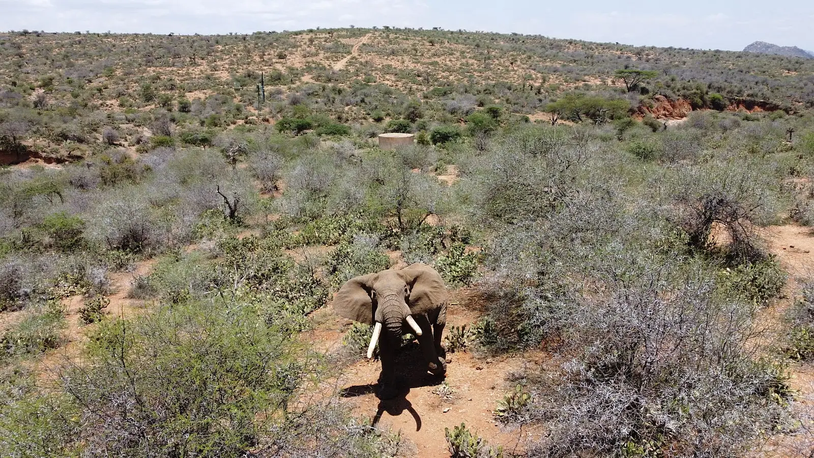 Lewa Wildlife Conservancy, north of Mount Kenya (Meru/Isiolo county boundary)