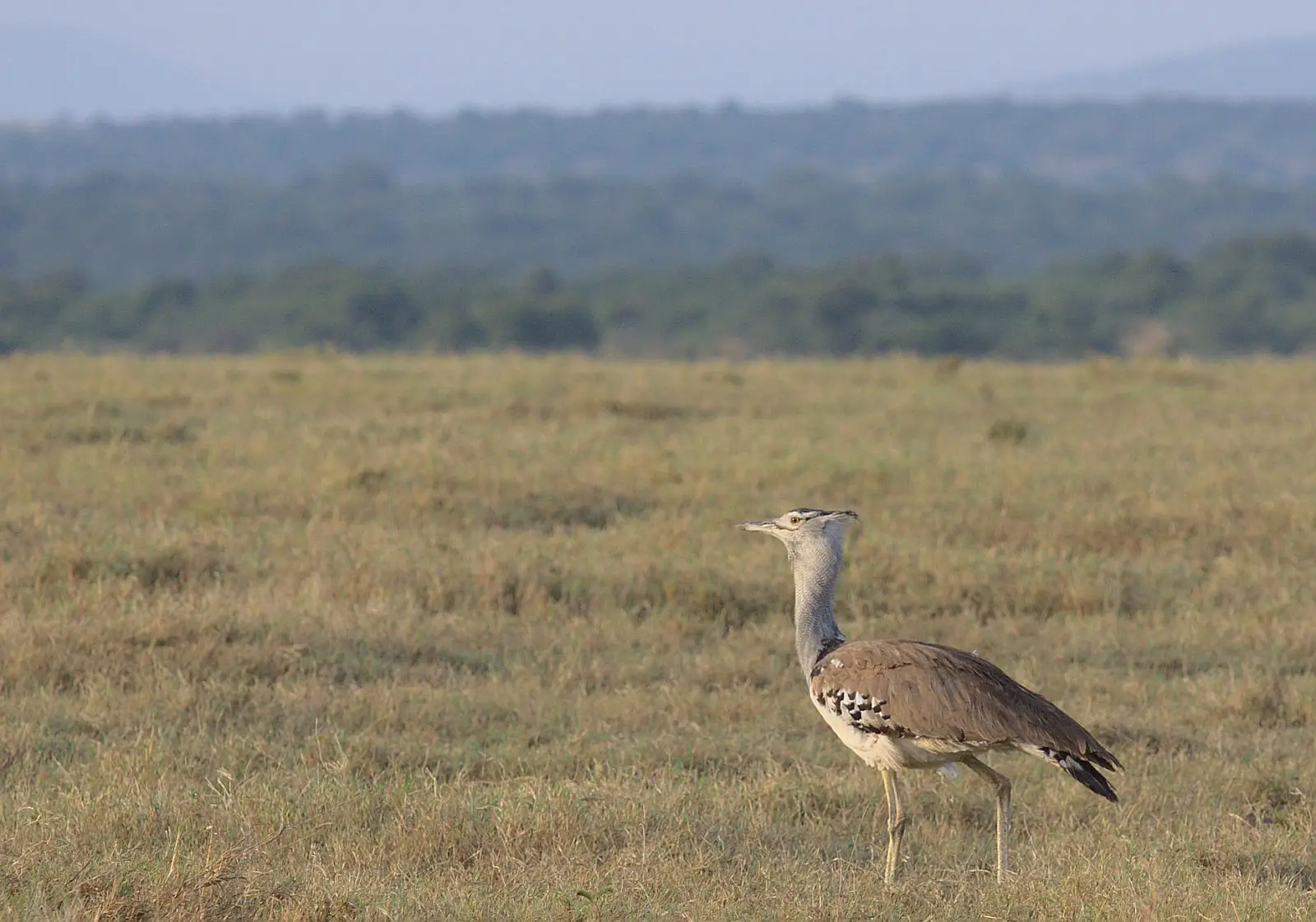 Lewa Wildlife Conservancy, Isiolo