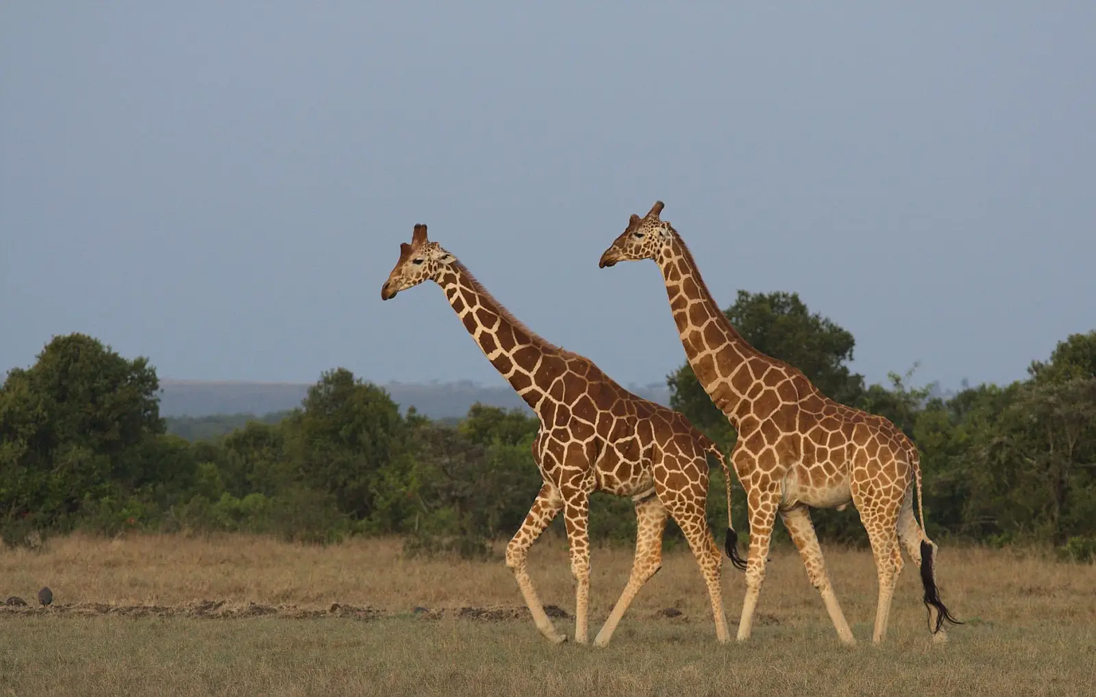 Mara North Conservancy, Greater Maasai Mara, Narok County