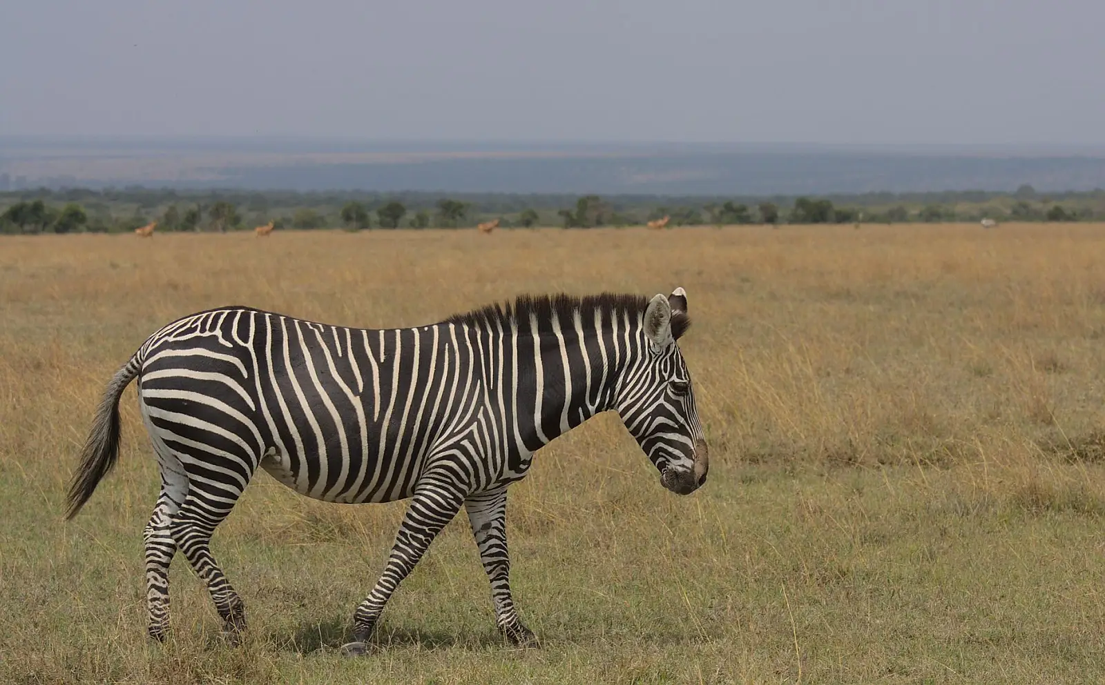 Loisaba Conservancy, Laikipia County