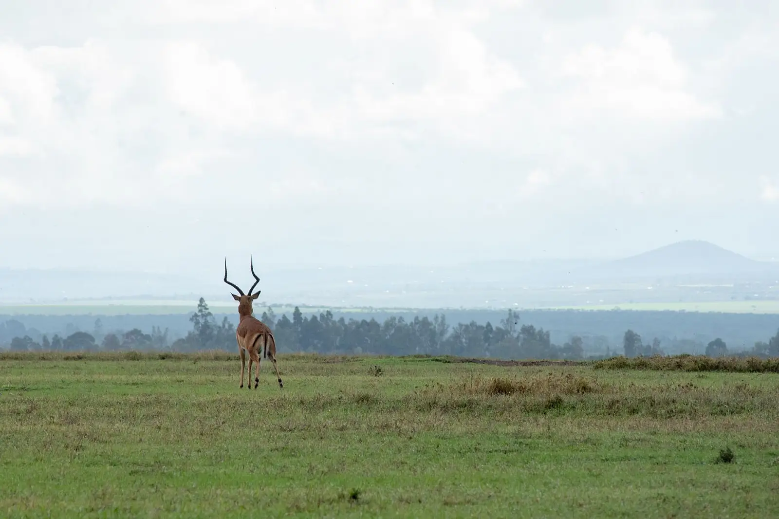 Ol Pejeta Conservancy, on the Ewaso Nyiro River, Laikipia County