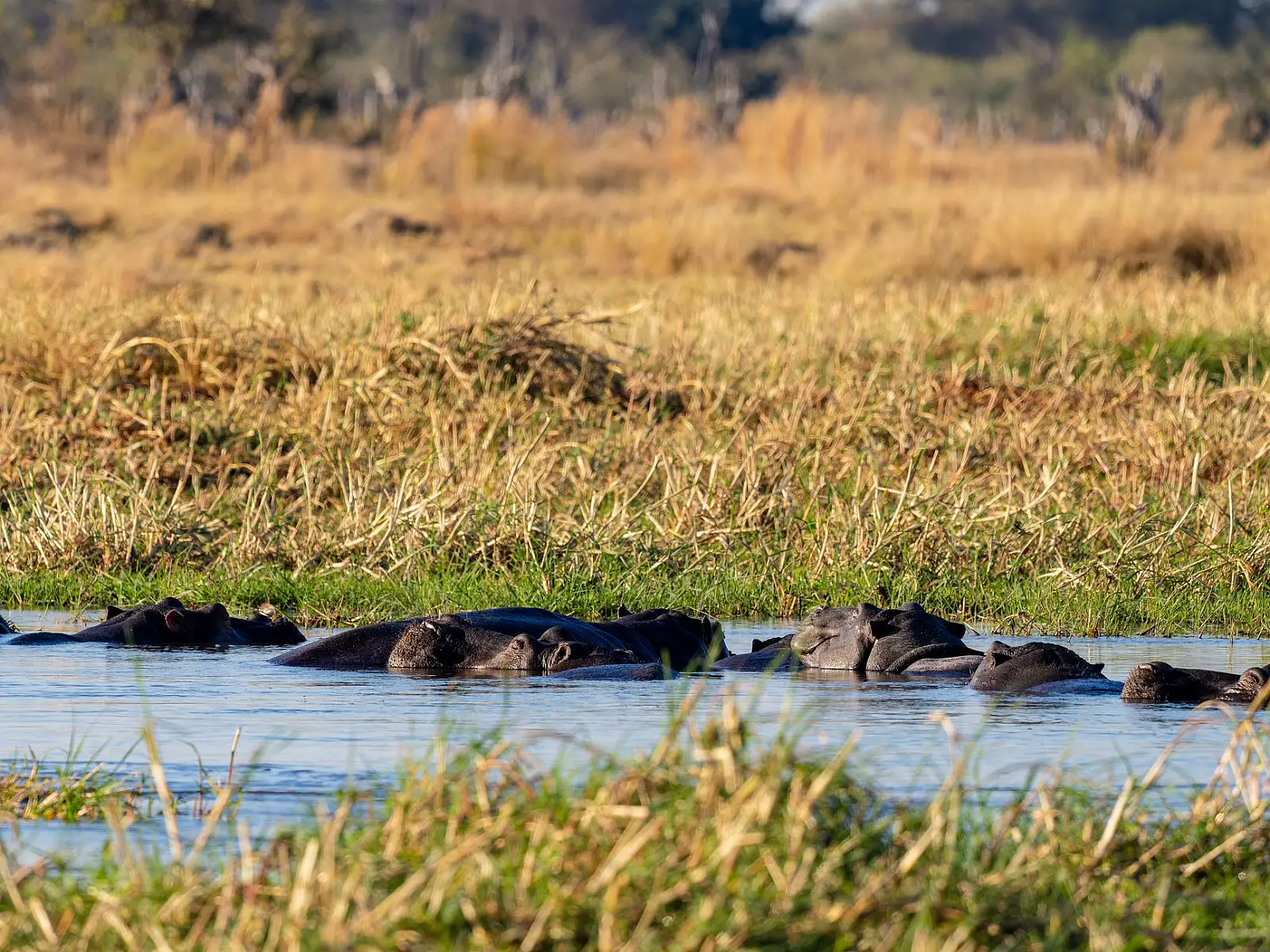Selinda Reserve, on the Selinda Spillway where it meets the Linyanti River